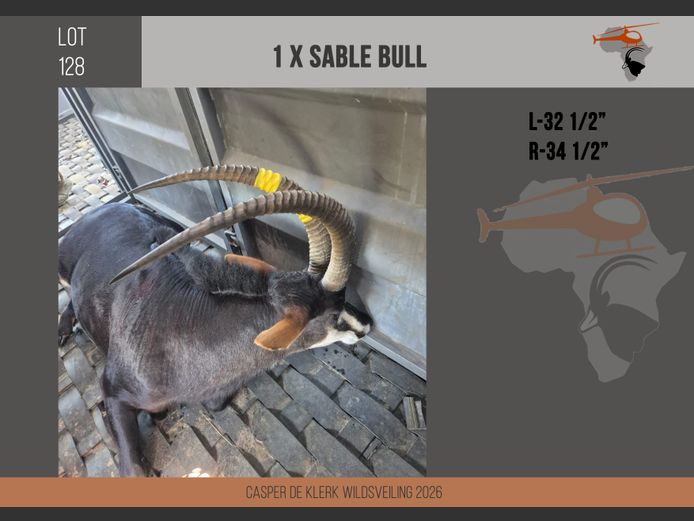 Sable (L-32 1/2" R-34 1/2")