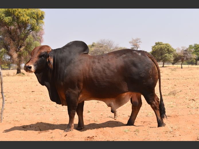 21-0029HB | RUMBA BRAHMAN
