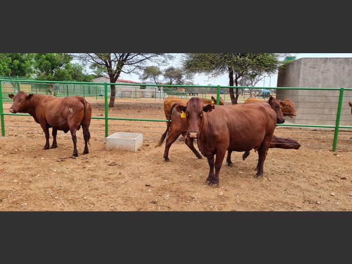 Commercial Females  - TKB Bonsmaras