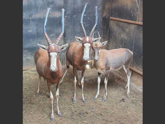 BLESBOK | GHOST TRADING