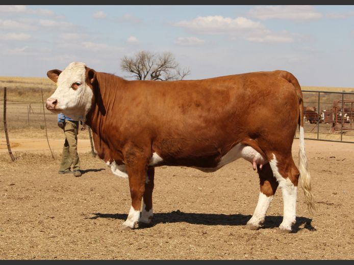 E22177 | EE SCHULENBURG