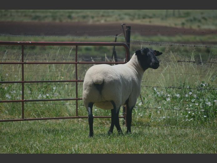 301 240232 | TWEESEUNS