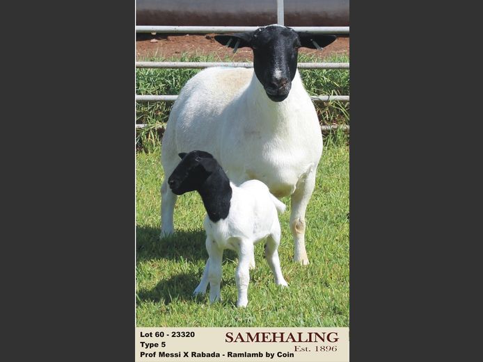 23320-330 | SAMEHALING DORPERS