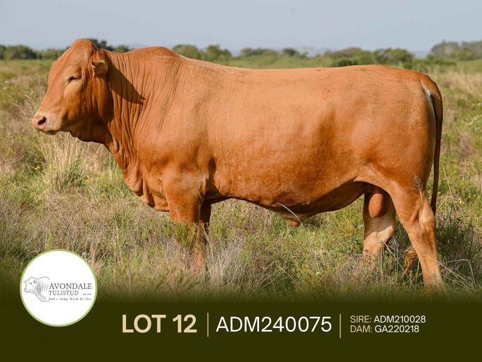 ADM240075 | A.D. MULLINS