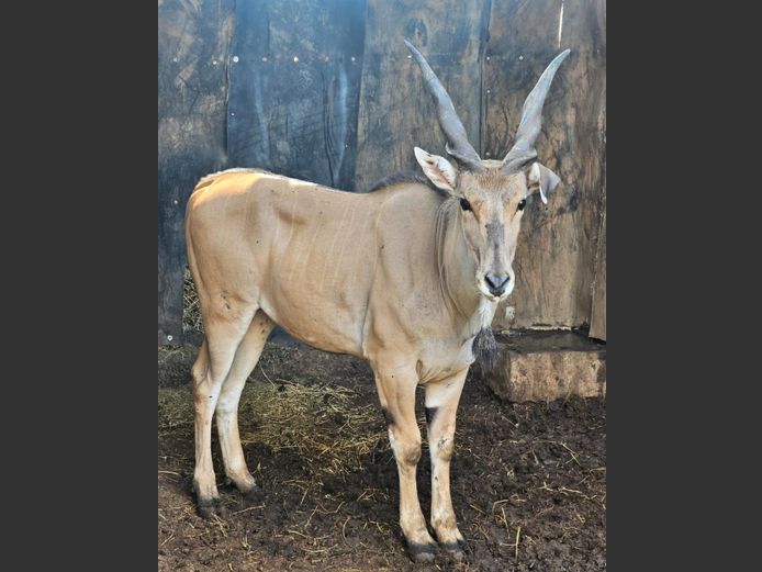 ELAND | MOUNT STUART BOERDERY