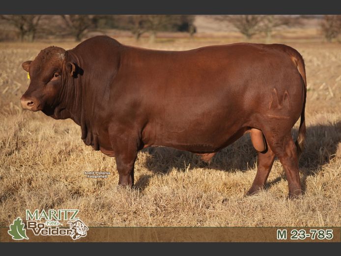 M230785 | Maritz Bovelders