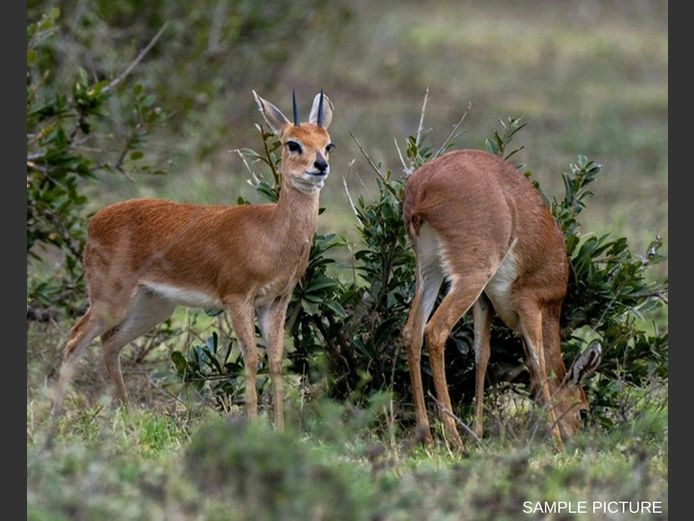 STEENBOK | GOLDEN GAME WILDLIFE