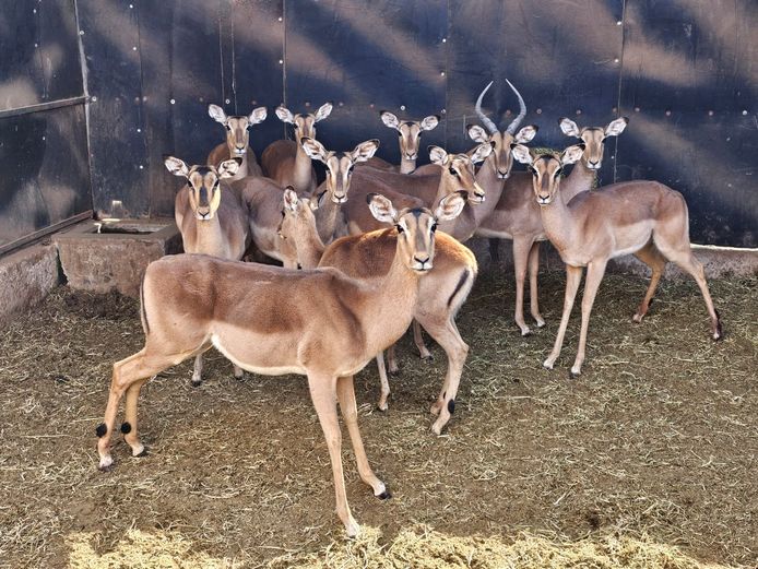 IMPALA | NOOITGEDACHT