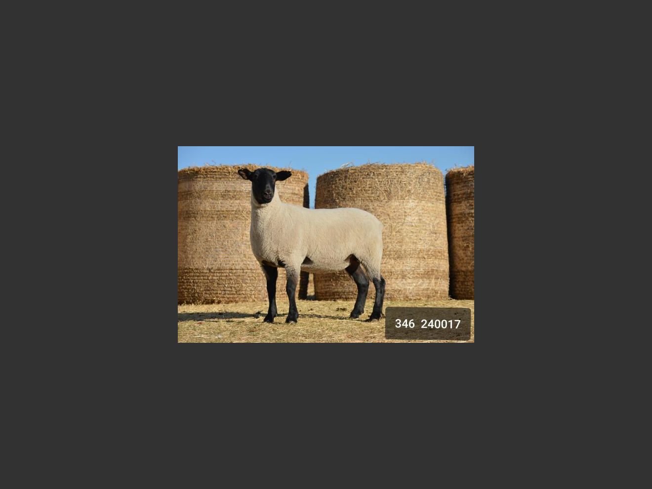 images