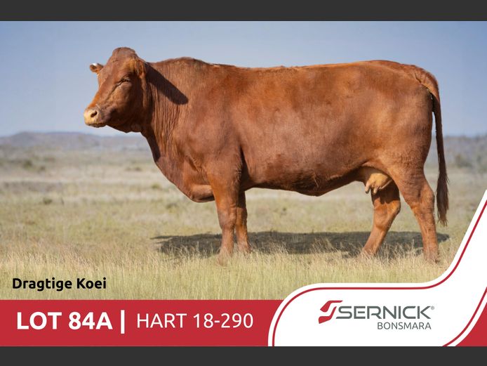 HART180290 | SERNICK BONSMARA STOET