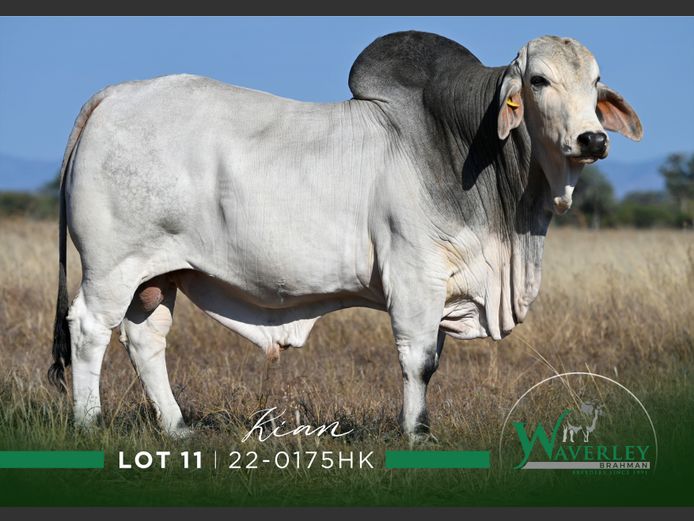 22-0175HK | WAVERLEY BRAHMAN
