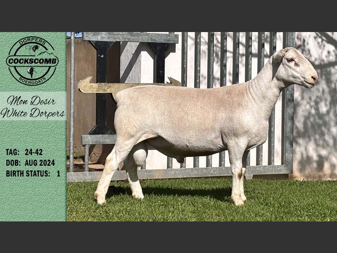 24-42 | Mon Desir White Dorpers