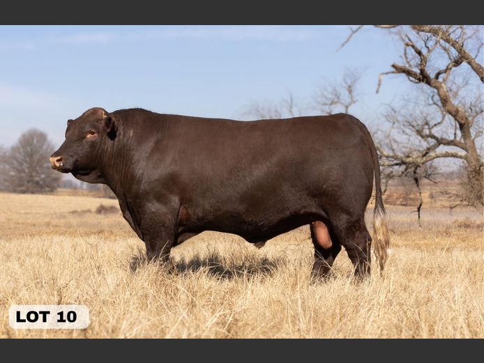 LAM2315 | BULL'S RUN SUSSEX STUD