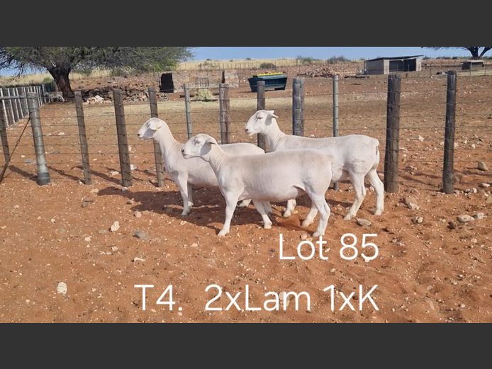 916250233W | R.J. CAHL & SON CC