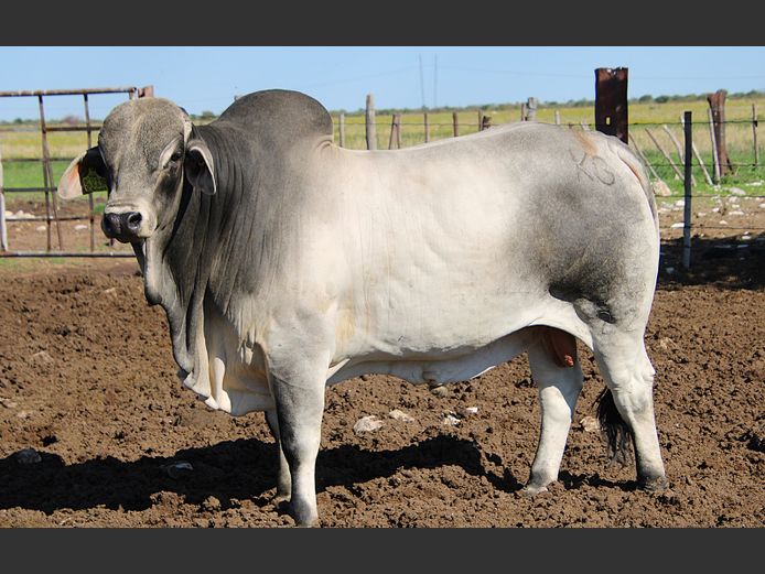 22-0091KG | MAKALANI BRAHMAN