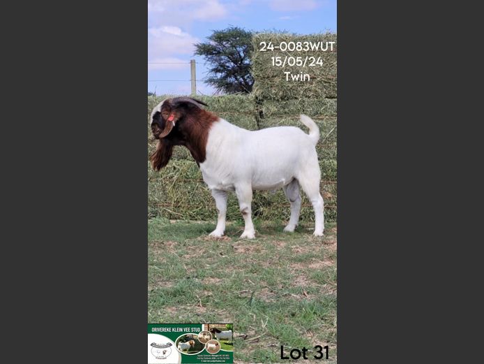 24-0083WUT | ORIVEREKE KLEINVEE STUD