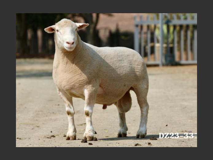 DZ  230331 | 2 STEYNS BOERDERY