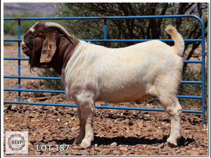 1885 24 0035 | LOUIS J VAN RENSBURG