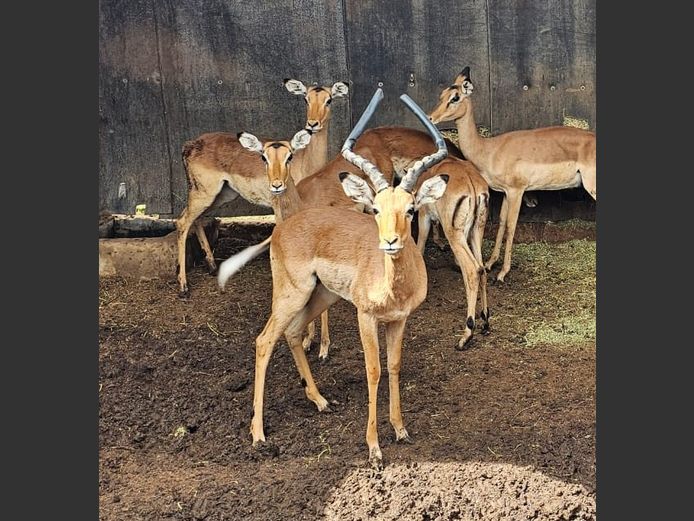 IMPALA | DIAMOND MINE