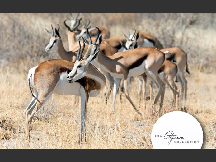 Springbok | WATERBERG PLATO GAME BREEDERS