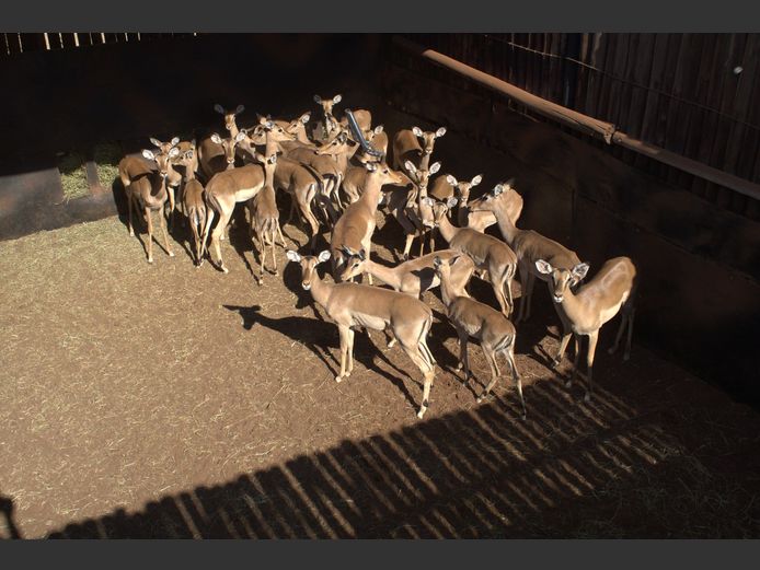 ROOIBOKKE