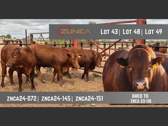 ZNCA240145 | N.J. VAN HEERDEN