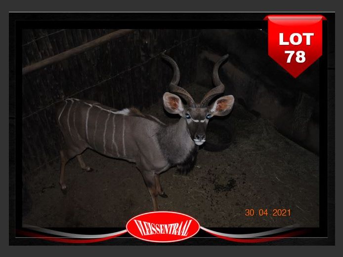 KUDU