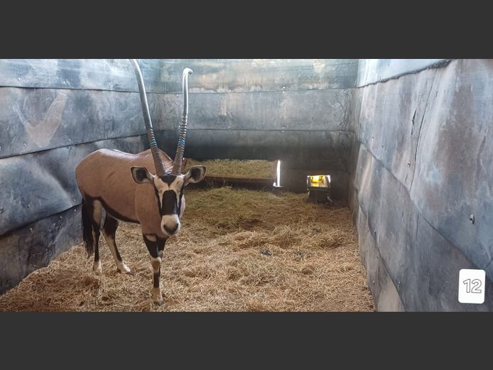 GEWONE GEMSBOK | LUSHOFF PETRUSBURG BOERDERY