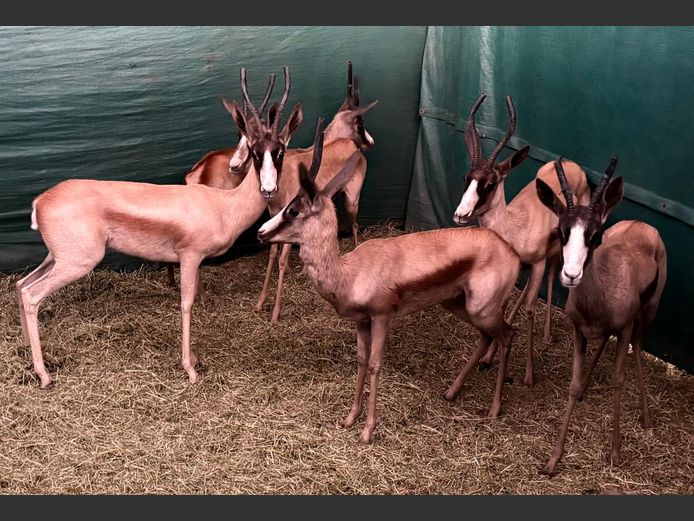 Koper Springbok Ooie