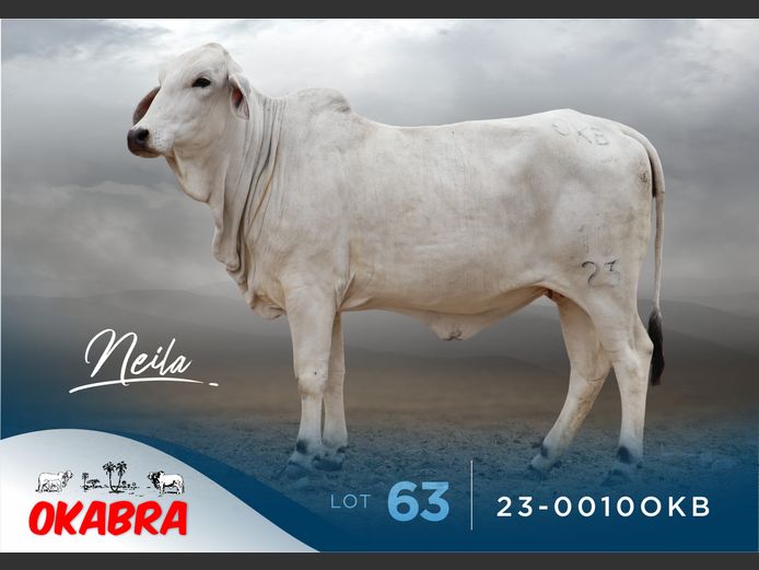 23-0010OKB | OKABRA BRAHMANS