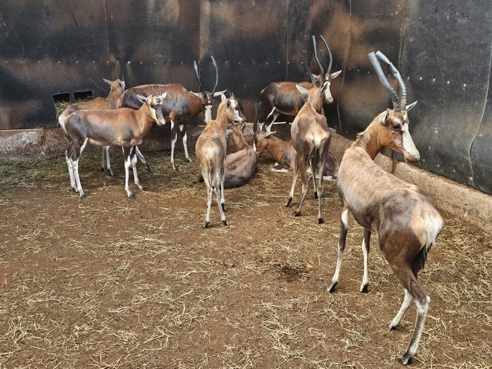 BLESBOK | BIRKEN VERVOER