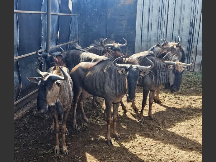 BLUE WILDEBEEST | BIG HORN