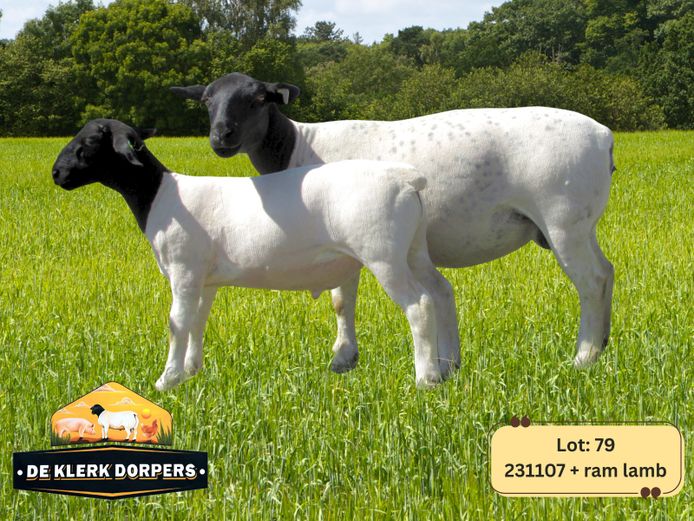 231107 | DE KLERK DORPERS