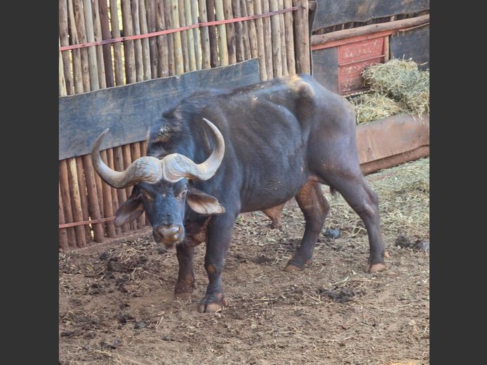 BUFFEL | VALLEY VIEW