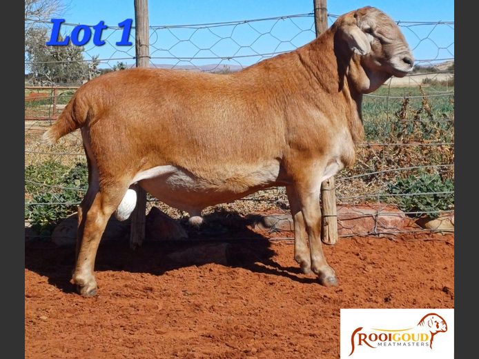 M 3197 | Pieter, Hanjo en Hannes Fourie - Rooigoud Meatmasters