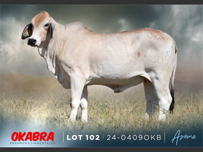 23-0409 OKB | OKABRA BRAHMAN