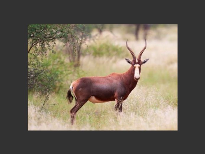 Blesbuck Rams | Amakhala