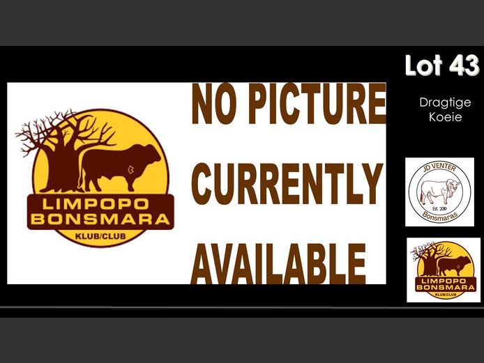 Commercial Animals | JD Venter