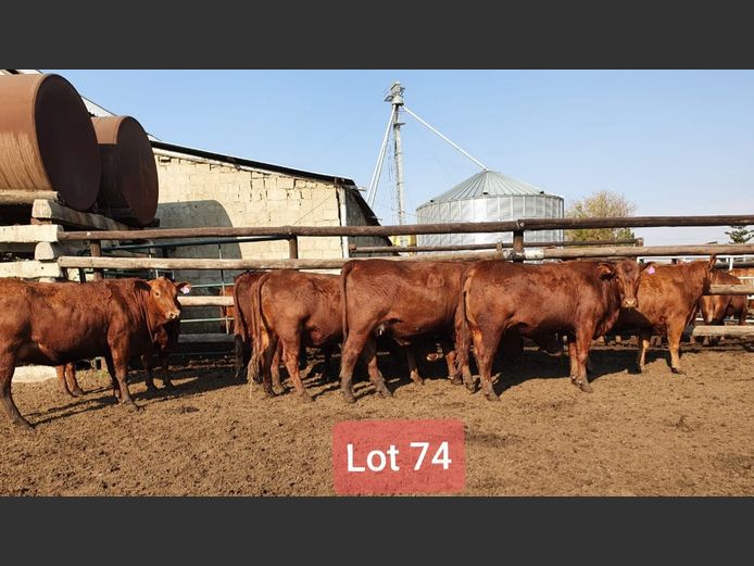 Heifers in Calf