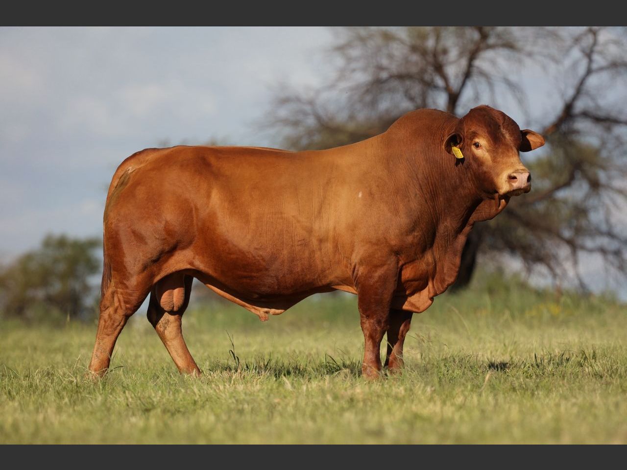Lot 3 | CENTRAL SELECT BULL AUCTION | SwiftVEE | South Africa’s Leading ...