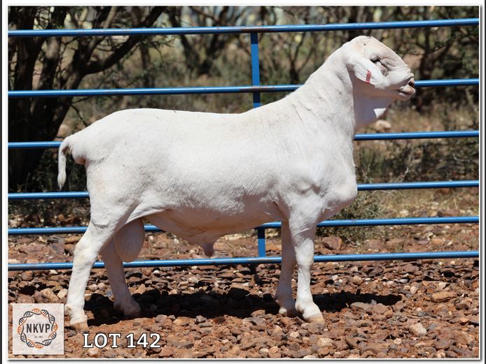 138 24 0287 | ANEL LIEBENBERG