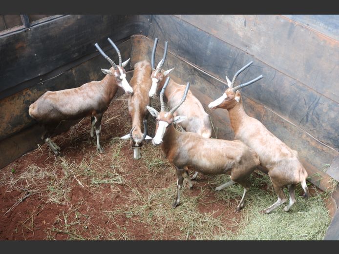BLESBOKKE
