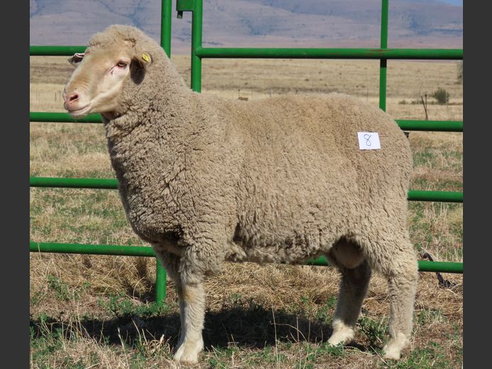 12 | Rooipoort Poenskop Merinos                
