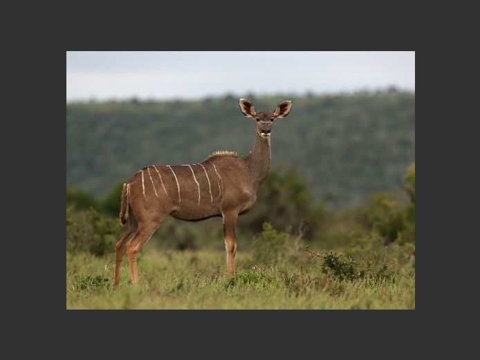 Kudu Cows | Kwandwe