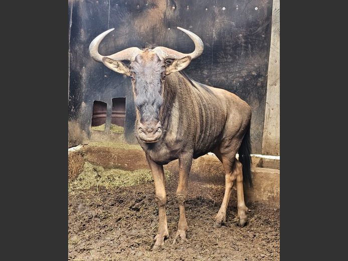 BLUE WILDEBEEST | NYLSVLEI