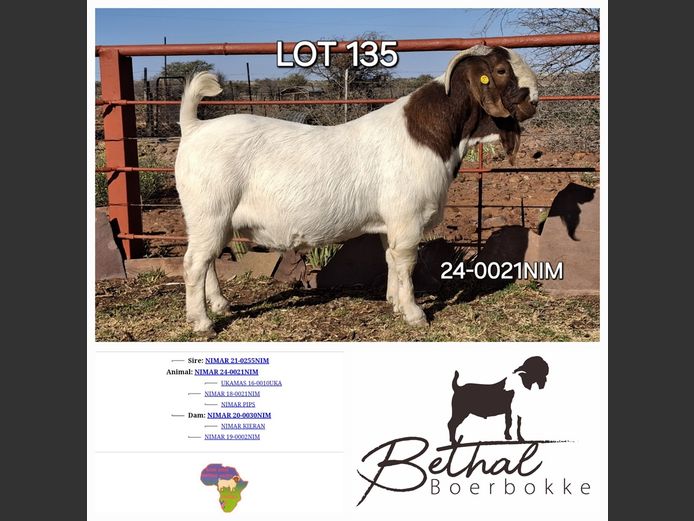 24-0021NIM | Bethal Boerbokke