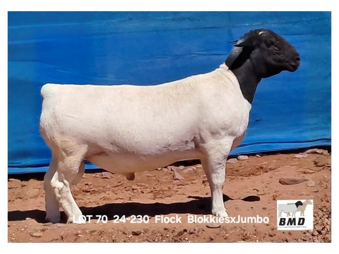 24-230 | BROER MARITZ DORPERS