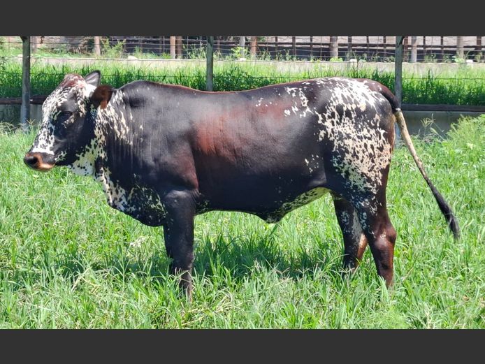 LEB 230142 | D.S. REED & SON PTY LTD