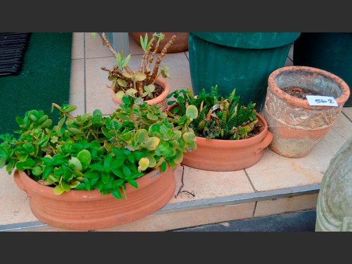 LOT: 4 x TERRACOTTA PLANTERS WITH PLANTS