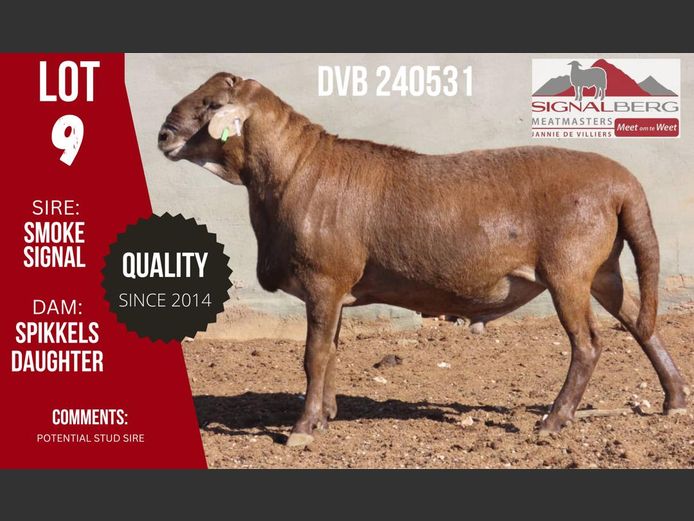 DVB 240531 | SIGNALBERG MEATMASTERS